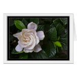 Gardenia Greeting Cards