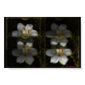 Gardenia Panel posters
