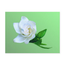 Gardenia postcards by roimim Gardenia postcards