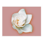 Gardenia Postcards