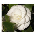 Gardenia posters by hilory10028 Gardenia posters