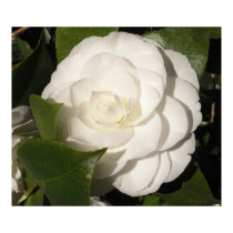 Gardenia posters