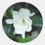 Gardenia Sticker