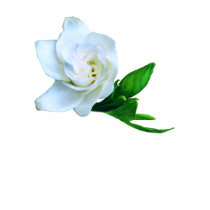 Gardenia t-shirts by roimim Gardenia t-shirts