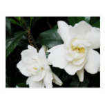 Gardenias Post Card