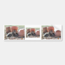 Gardening Bumper Stickers