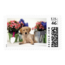 Gardening Golden Retriever Puppy Postage