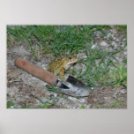 Gardening Toad, Print