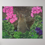 Garden's Edge ( Cottontail Rabbit) Posters