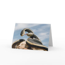 GARDER SNAKE cards by MHENRIKSON GARDER SNAKE cards