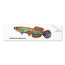 Gardneri Killifish Bumper Sticker