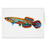 Gardneri Killifish Card