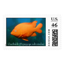 Garibaldi (hypsypops rubicundus) postage