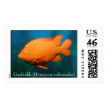 Garibaldi (hypsypops rubicundus) postage