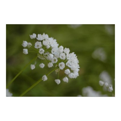 Garlic flowers posters by steins