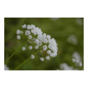 Garlic flowers posters by steins Garlic flowers posters