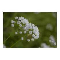Garlic flowers posters