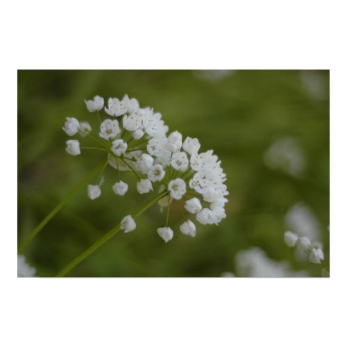 Garlic flowers print
