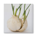 garlic magnets by VioDePhoto garlic magnets