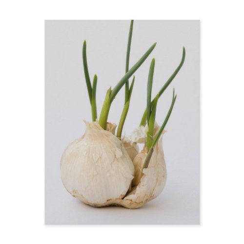 garlic postcard