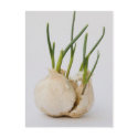 garlic postcards by VioDePhoto garlic postcards