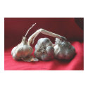 Garlic Still Life posters by daysrays Garlic Still Life posters
