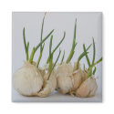 garlics magnets by VioDePhoto garlics magnets