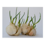 garlics post card