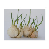 garlics postcards by VioDePhoto garlics postcards