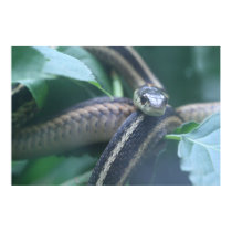 Garter Snake Poster posters by shemp9911 Garter Snake Poster posters