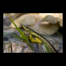 Garter snake print posters