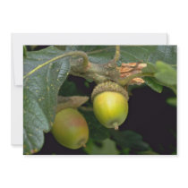 Gary oak tree fruit (quercus garryana) announcement