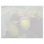 Gary oak tree fruit (quercus garryana) custom letterhead