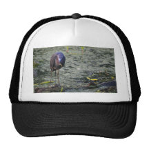 Garza azul en el desayuno gorras de camionero