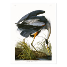 Garza de gran azul, John James Audubon Postales