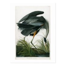 Garza de gran azul, John James Audubon Tarjetas Postales