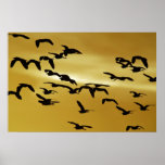 Garzas y Egrets Poster