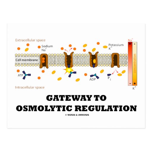 Gateway To Osmolytic Regulation (Active Transport) Postcard