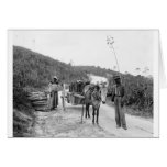 Gathering sisal, Nassau, Bahama Islands, c1900 cards