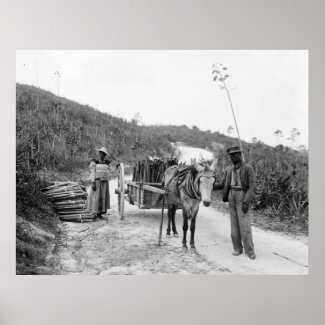 Gathering sisal, Nassau, Bahama Islands, c1900 print