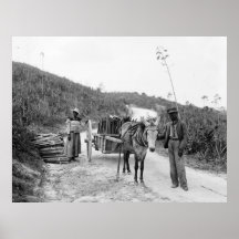 Gathering sisal, Nassau, Bahama Islands, c1900 Posters