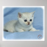 Gatito 9W054D-276 Posters