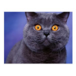 Gatito fantasmagórico con los ojos abiertos tarjeta postal