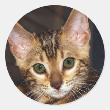 Gatito hermoso de Bengala Etiqueta