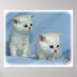 Gatitos 9W054D-267 Impresiones