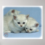 Gatitos 9W054D-318 Posters
