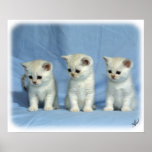 Gatitos 9W054D-346 Posters
