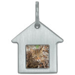 Gato 001 de Bengala Placa De Nombre De Mascota