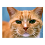 Gato anaranjado del gatito del gatito del Tabby Tarjeta Postal