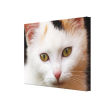 Gato blanco lona estirada galerías